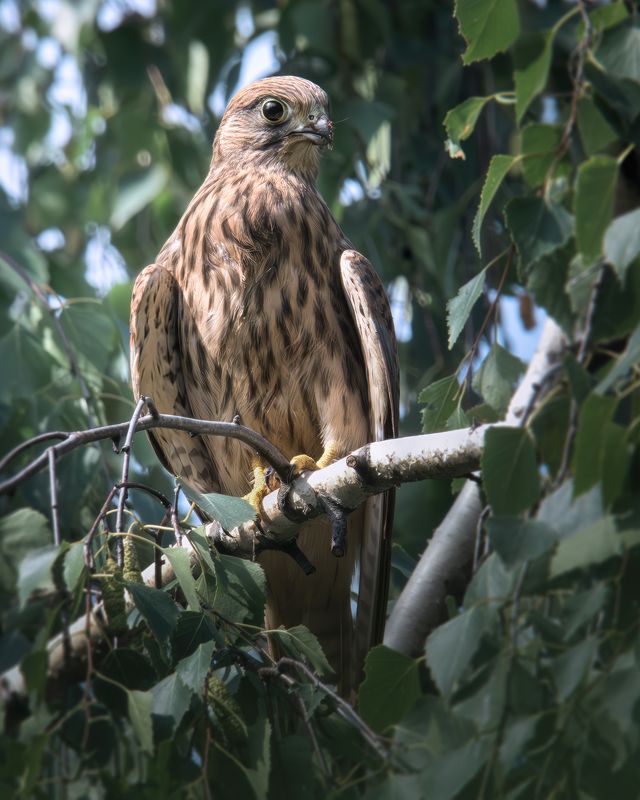 Обыкновенная пустельга (Falco tinnunculus) 
