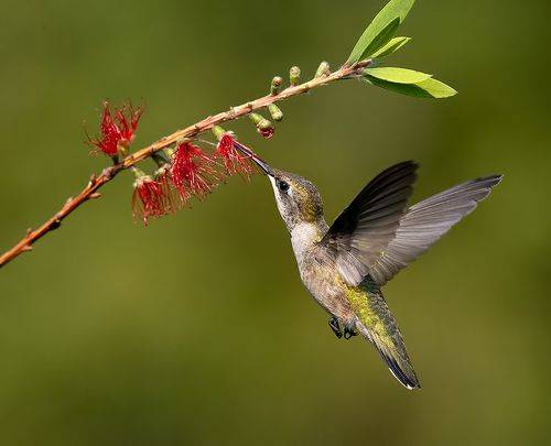 Female, Ruby-throated Hummingbird Рубиновогорлый колибри. самка