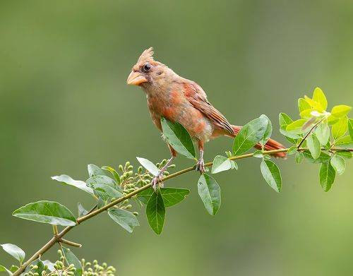 Juvenile Northern Cardinal - Молодая птица -Красный кардинал