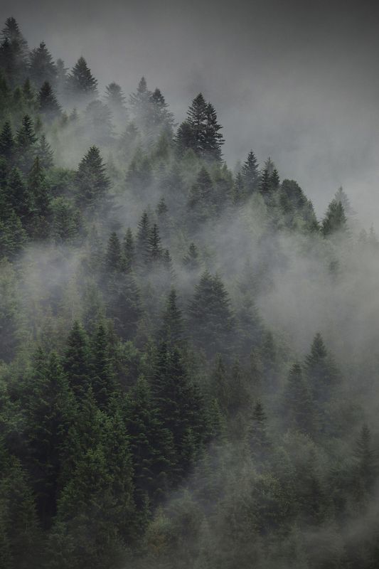 Forest in the clouds