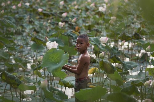 Children Keep the lotus