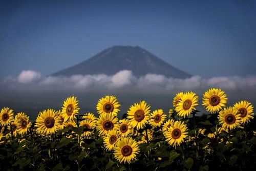 Sunflower, cloud and the mountain (color)
