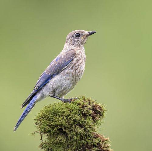 juvenile. Bluebird. Восточная сиалия