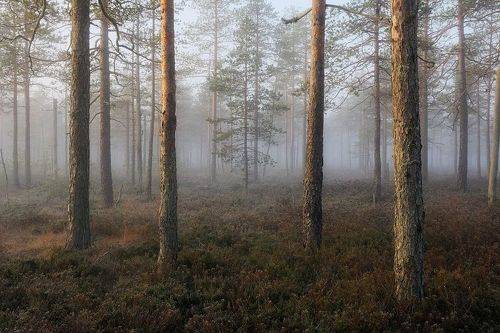 Осенняя мистика северных лесов