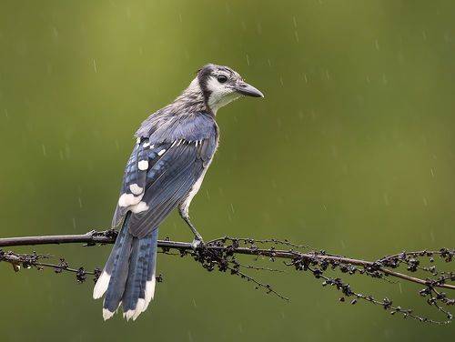 Blue Jay, Juvenile - Молодая Голубая сойка