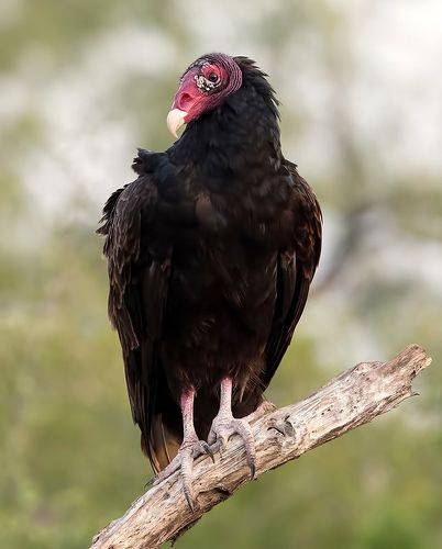 Turkey Vulture - Гриф-индейка