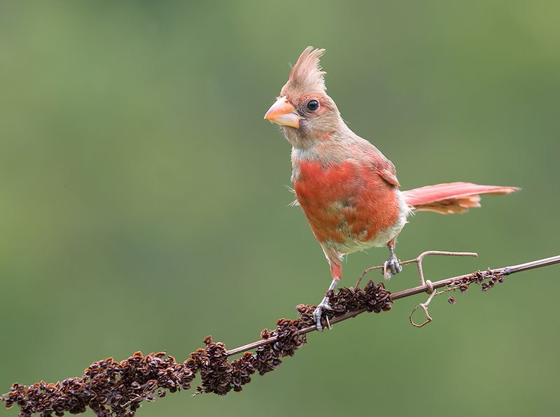 Juvenile Northern Cardinal - Красный кардинал