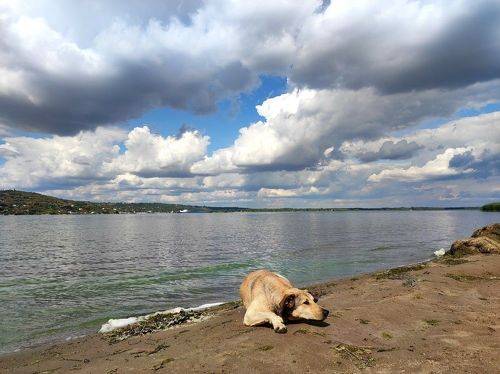 dog and clouds