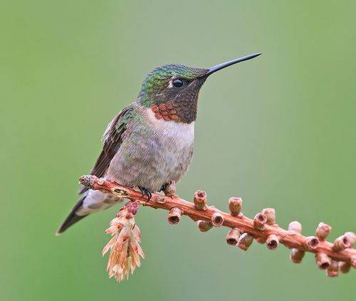 Ruby-throated Hummingbird - Рубиновогорлый Колибри