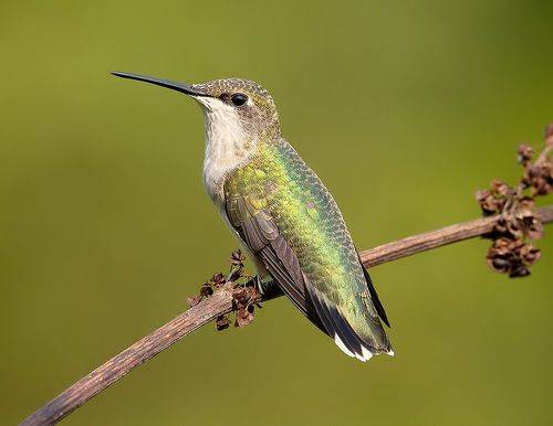 Female. Ruby-throated Hummingbird -Рубиновогорлый колибри