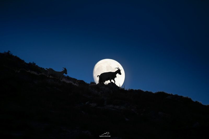 Goat on the moon
