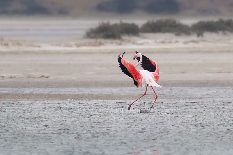 Розовый фламинго на озере Ларнака