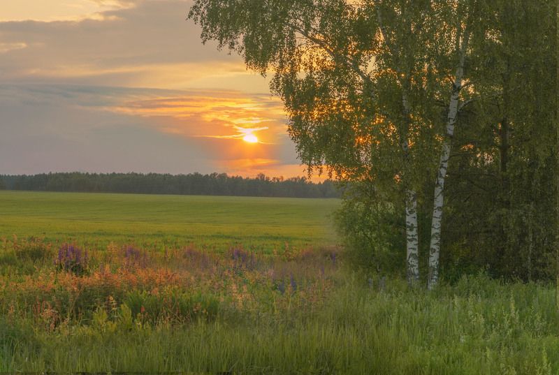 Придорожные березки.