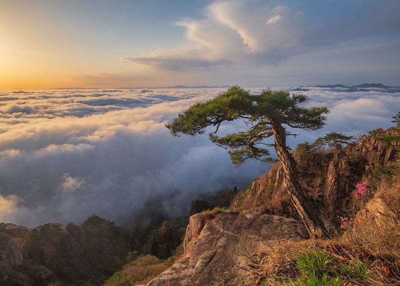 Cobra Pine Watching the Sea Of Cloud