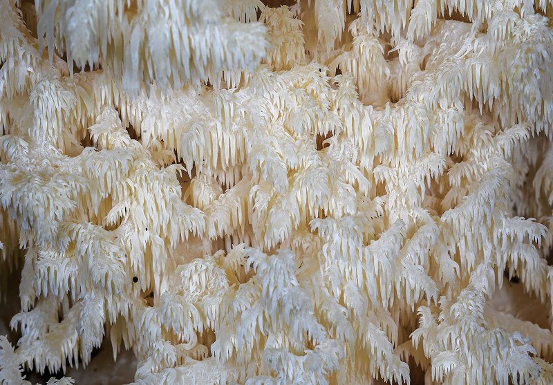 Ежовик коралловидный
