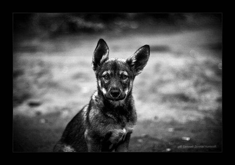 лето, щенок, собака, чб, черно-белое, ч/б, утро photo preview