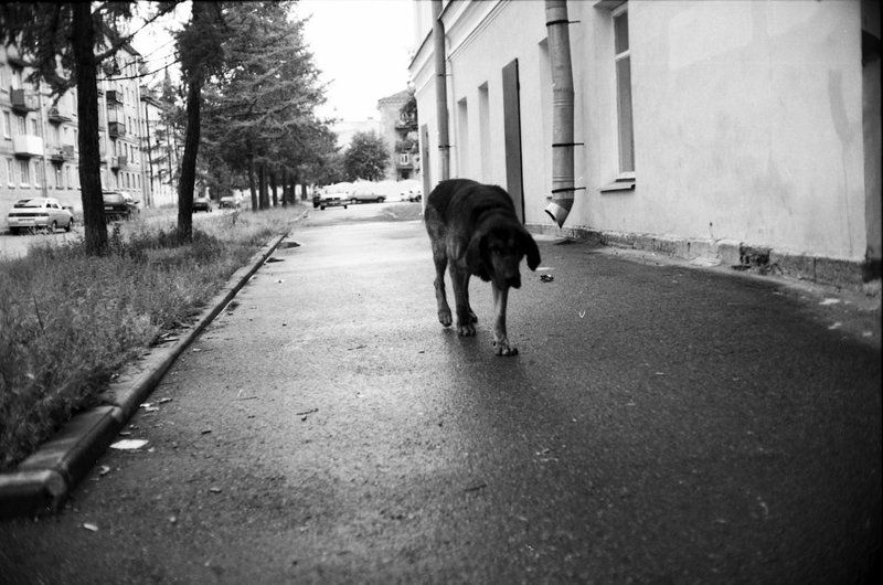 Фотограф пугачев. Бродяжные собаки в городе Междуреченск фотографии. Фото бродяги на собачьей площадке.