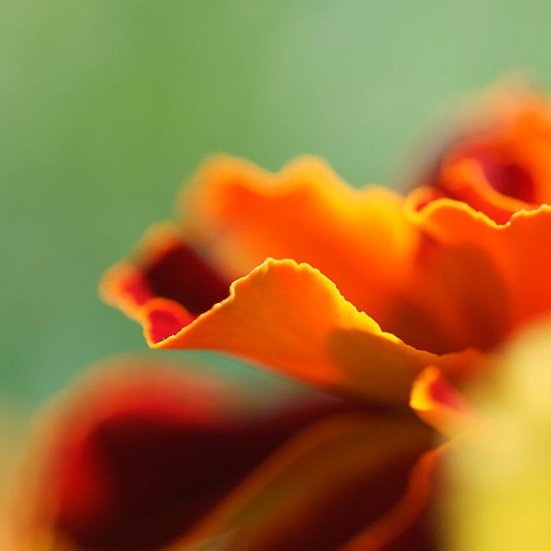 цветы, макро оранжевенькоphoto preview