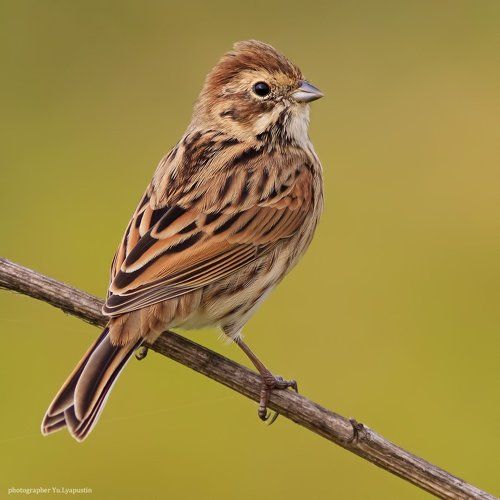 Reed bunting.