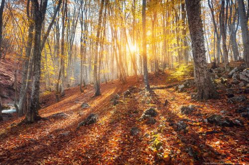 Осенний лес в Большом каньоне Крыма