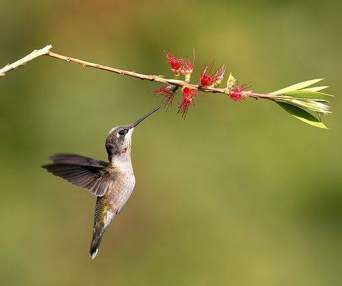 Female, Ruby-throated Hummingbird Рубиновогорлый колибри. самка