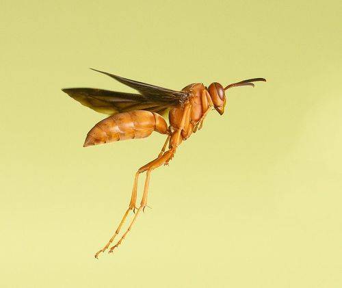 Red Paper Wasp - Красная бумажная Оса