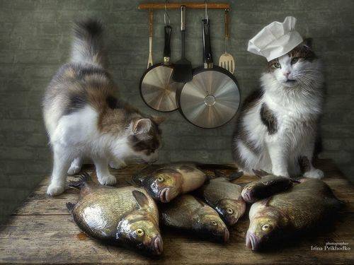 Кошачий рыбный ресторан