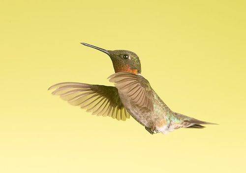 Ruby-throated Hummingbird - Рубиновогорлый Колибри