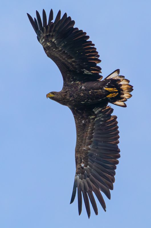 Орлан-белохвост/White-tailed eagle