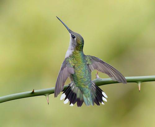 Ruby-throated Hummingbird -Рубиновогорлый колибри. самка