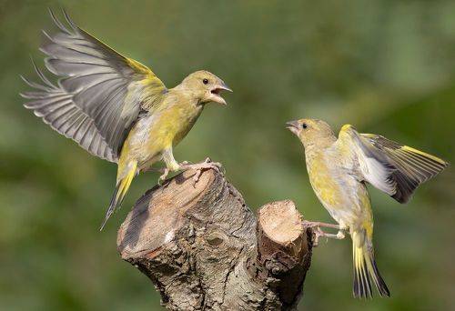 Greenfinches arguing