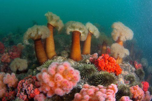 Подводный мир Авачинской бухты