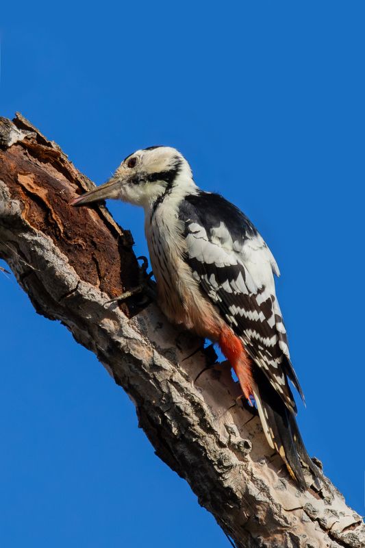 Белоспинный дятел/White-backed Woodpecker