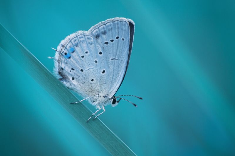 Short-tailed blue