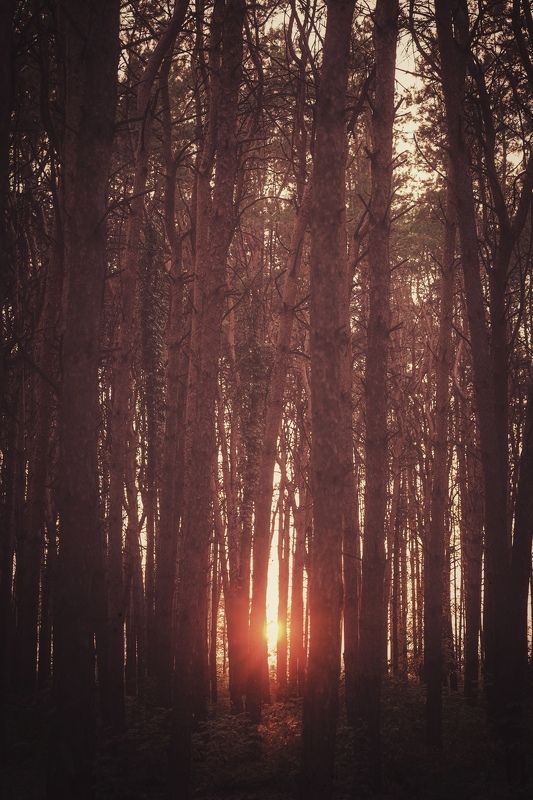 Солнце в ногах леса