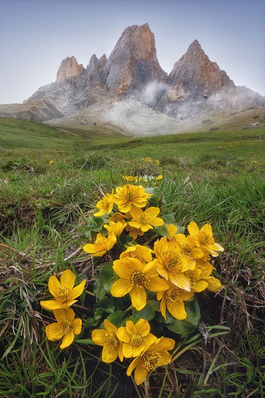 горы и цветы