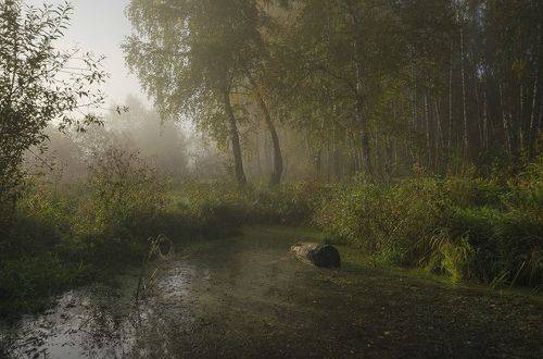 Утро у лесного болотца