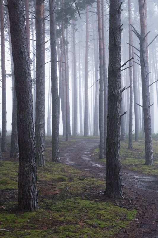 В туманном лесу