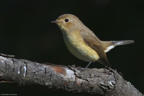 Red-breasted Flycatcher.