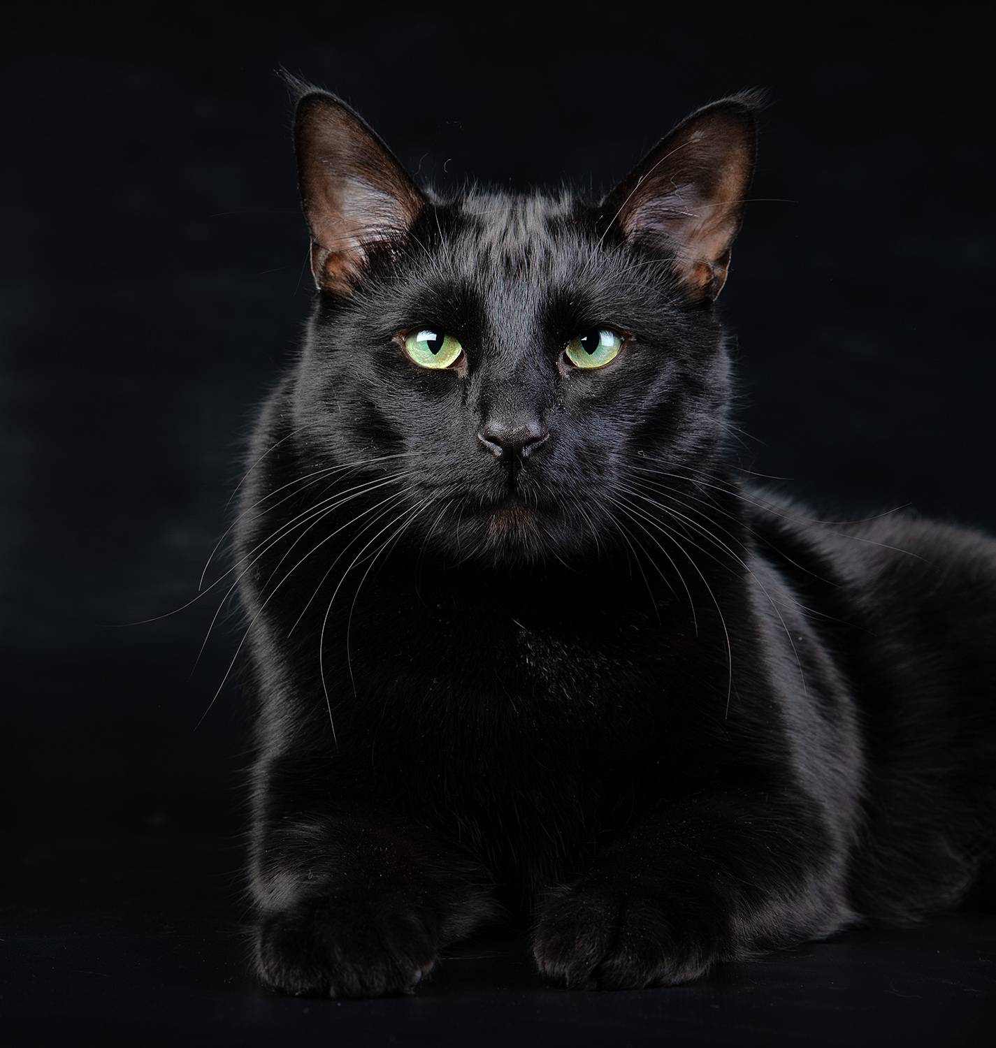 Черная кошка россия. Мейн кун черный. Чёрный кот. Черные коты. Черная кошка порода.