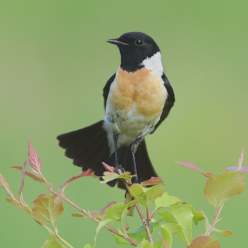 Common Stonechat. Черноголовый чекан