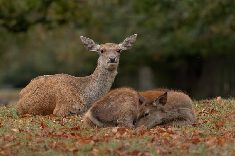 Red Deer hind and calf