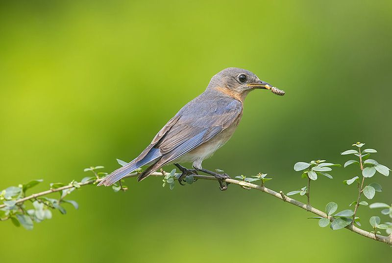 Eastern Bluebird, female - Восточная сиалия, самка
