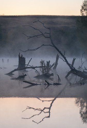 Рассвет на болоте