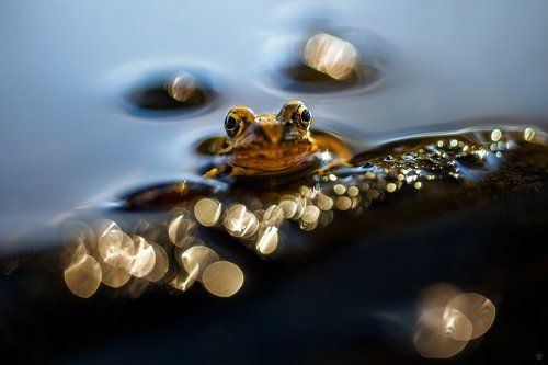 Goldem frog
