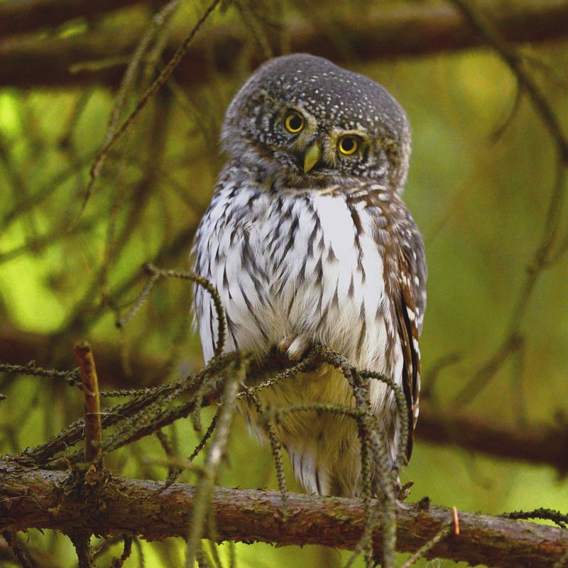 Eurasian Pygmy-Owl. Сычик воробьиный