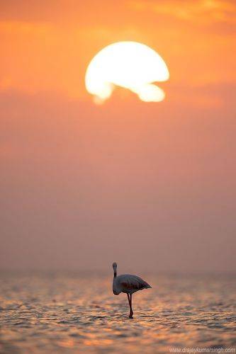Greater flamingos and sunrise