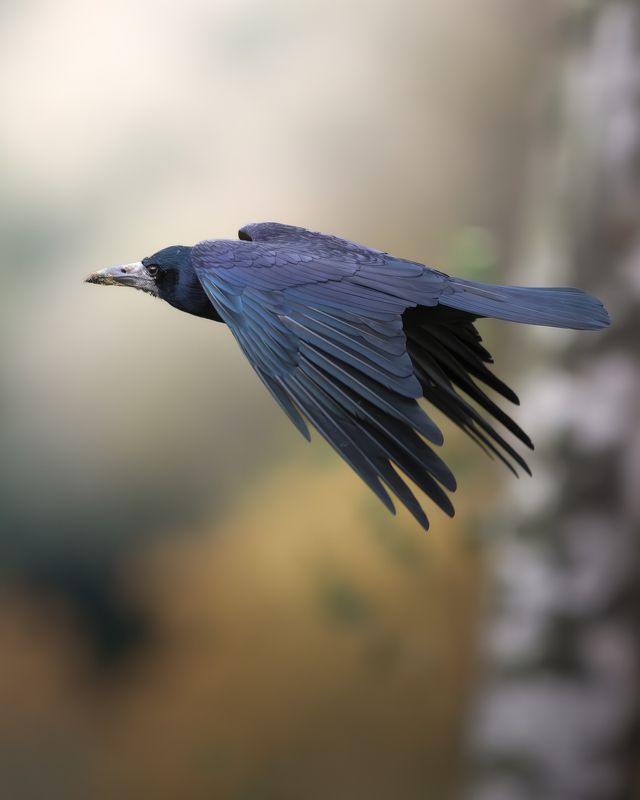 Грач (Corvus frugilegus) 