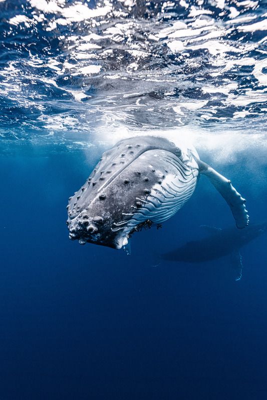 Humpback whale in Tonga
