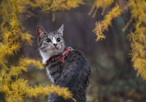 Первая осень